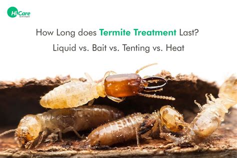 How long does a termite treatment last