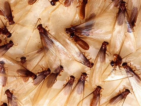 Do termites come back after treatment