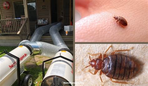 Will heat treatment for bed bugs damage my home