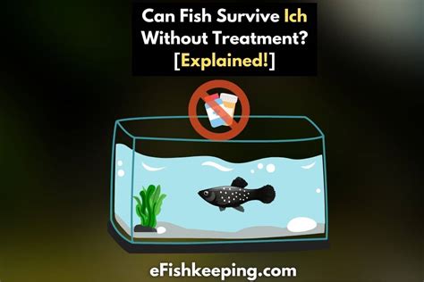 Can fish survive ich without treatment